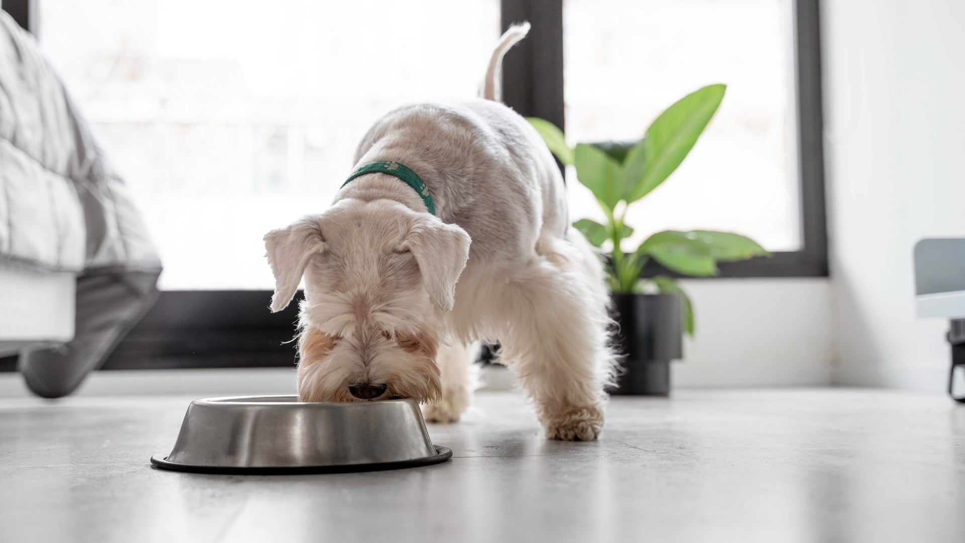Are Automatic Dog Feeders Good for Dogs?