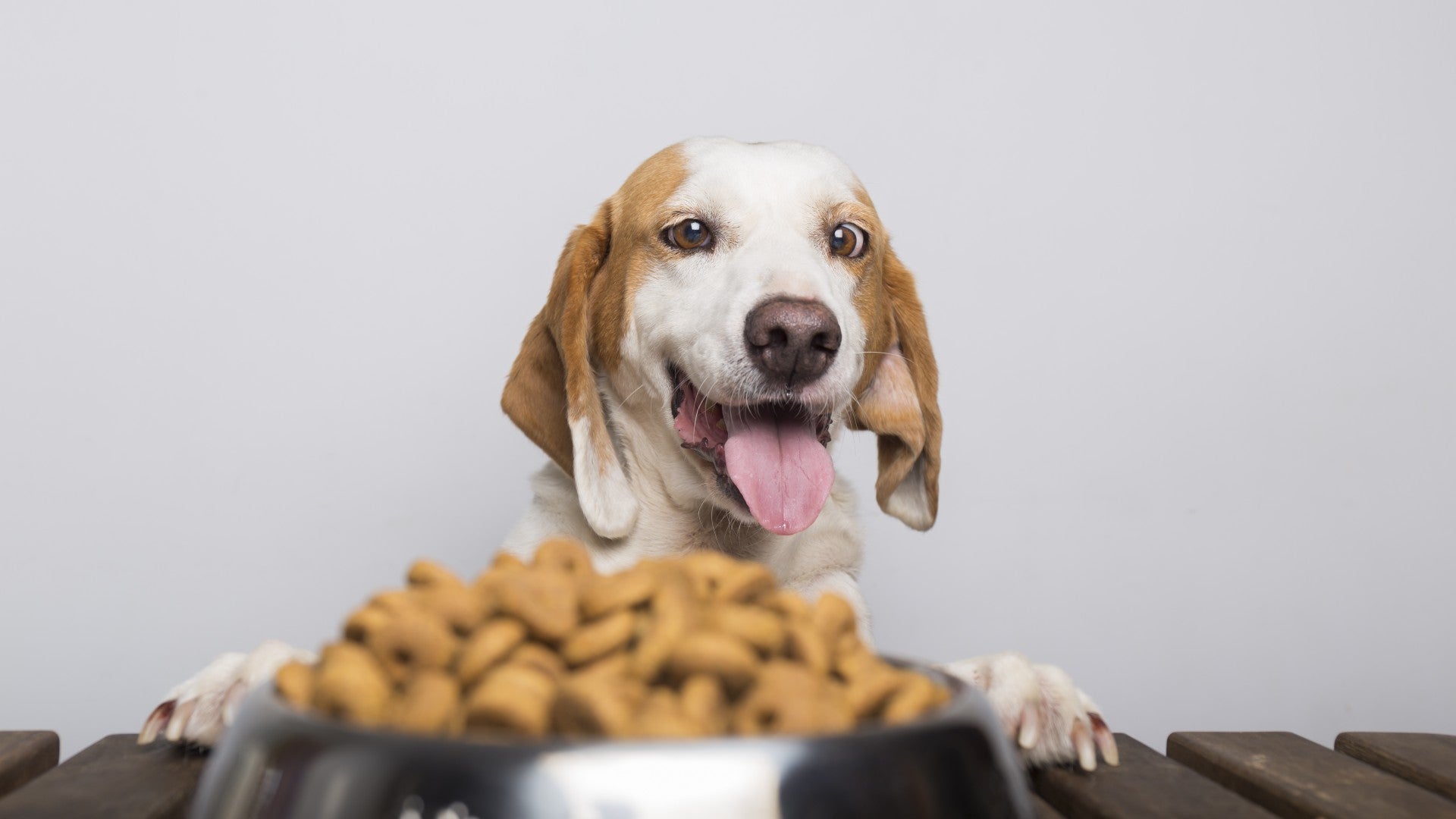 Automatic Dog Feeders vs. Regular Dog Bowls: Choosing the Best Option for Your Furry Friend