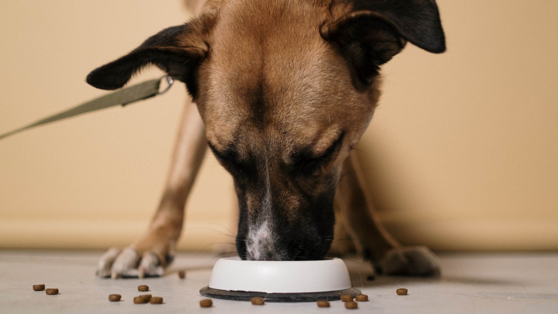 What Type of Automatic Dog Feeder Do I Need?